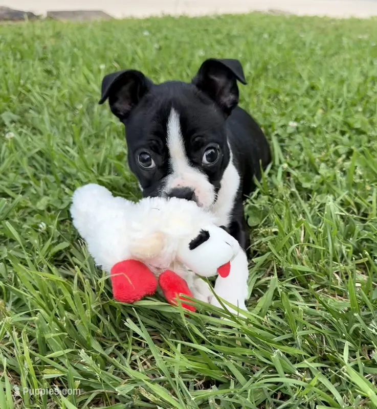 Maya – Boston Terrier puppy for sale in Garfield, AR