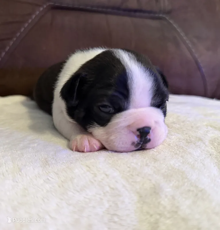 Isla – Boston Terrier puppy for sale in Garfield, AR