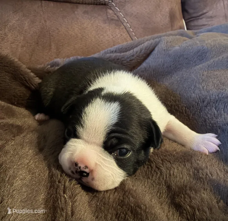 Bodie – Boston Terrier puppy for sale in Garfield, AR