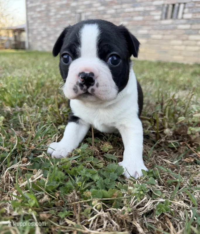 Bodie – Boston Terrier puppy for sale in Garfield, AR