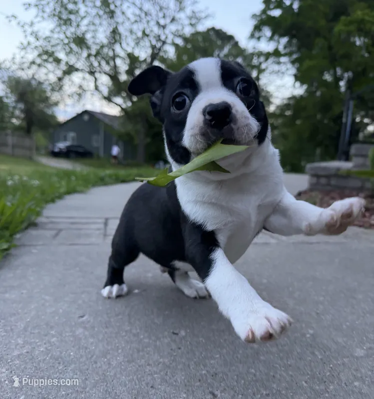 Bodie – Boston Terrier puppy for sale in Garfield, AR