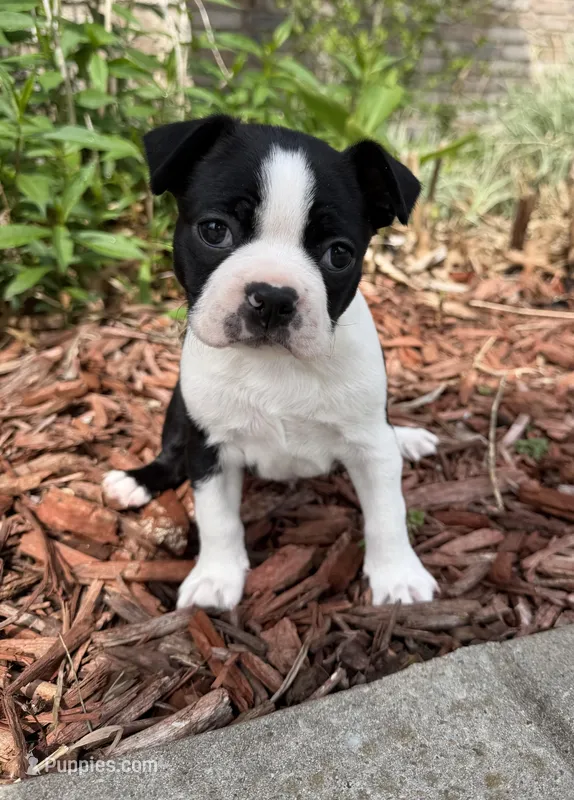 Bodie – Boston Terrier puppy for sale in Garfield, AR