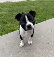 Maya, a female Boston Terrier for sale in Garfield, AR – Photo 9 of 10