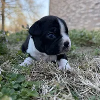 Maya, a female Boston Terrier for sale in Garfield, AR – Photo 8 of 10