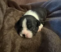 Maya, a female Boston Terrier for sale in Garfield, AR – Photo 6 of 10
