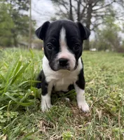 Maya, a female Boston Terrier for sale in Garfield, AR – Photo 5 of 10