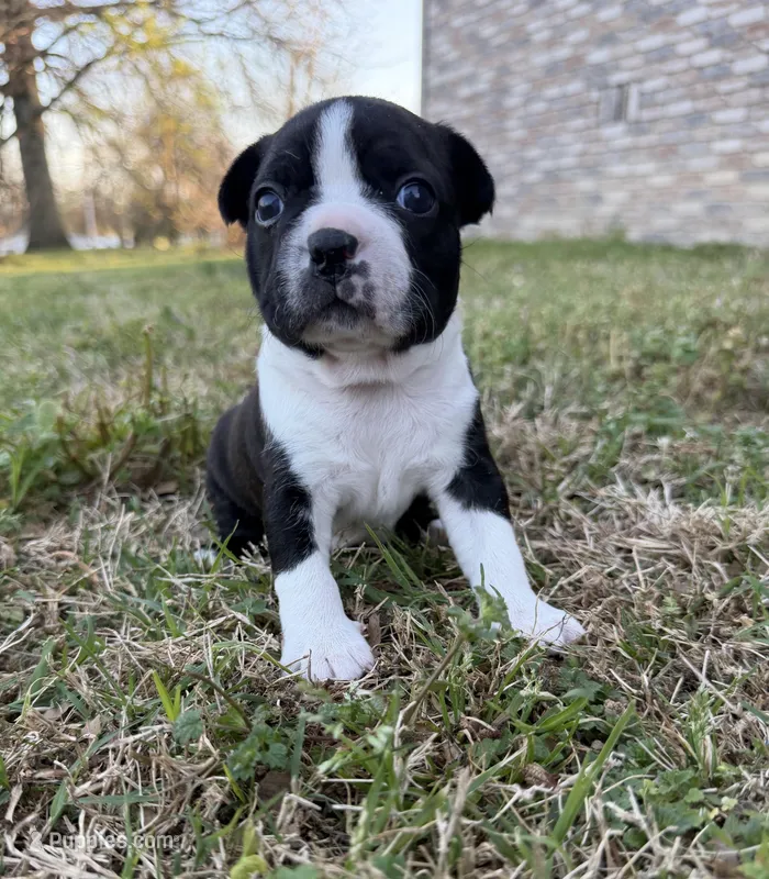 Maya – Boston Terrier puppy for sale in Garfield, AR
