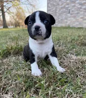 Maya, a female Boston Terrier for sale in Garfield, AR – Photo 4 of 10
