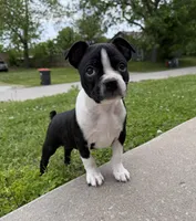 Maya, a female Boston Terrier for sale in Garfield, AR – Photo 1 of 10