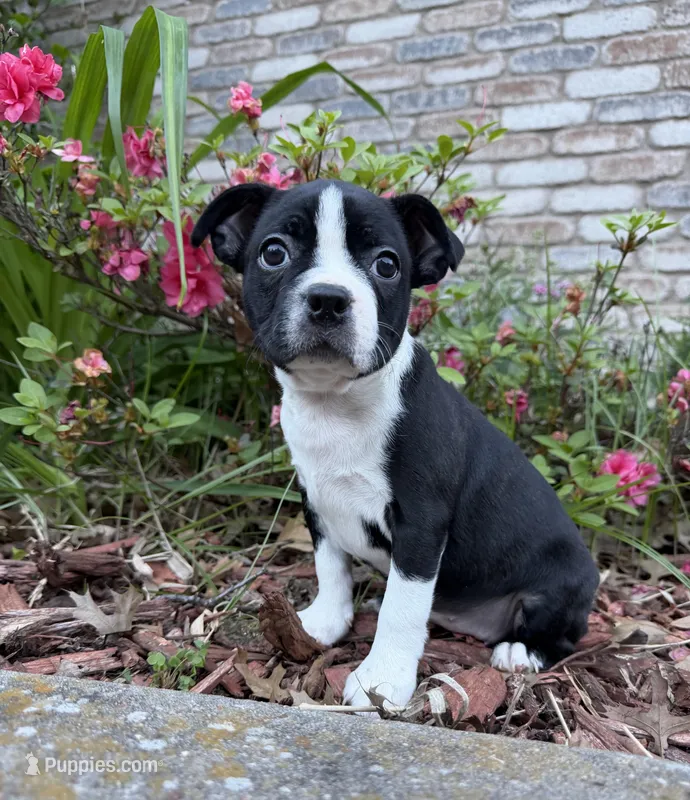 Maya – Boston Terrier puppy for sale in Garfield, AR