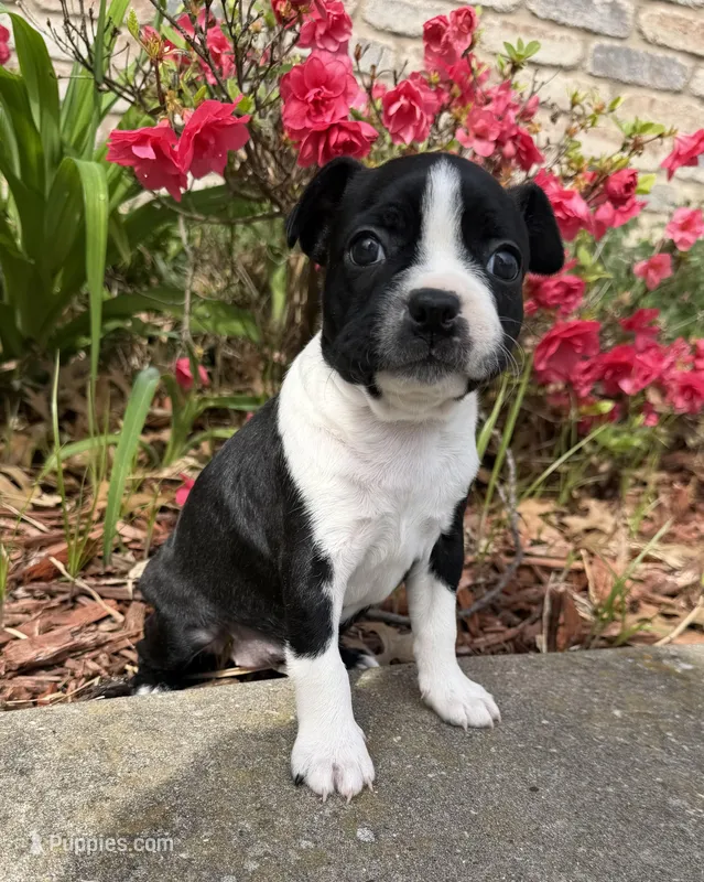 Maya – Boston Terrier puppy for sale in Garfield, AR