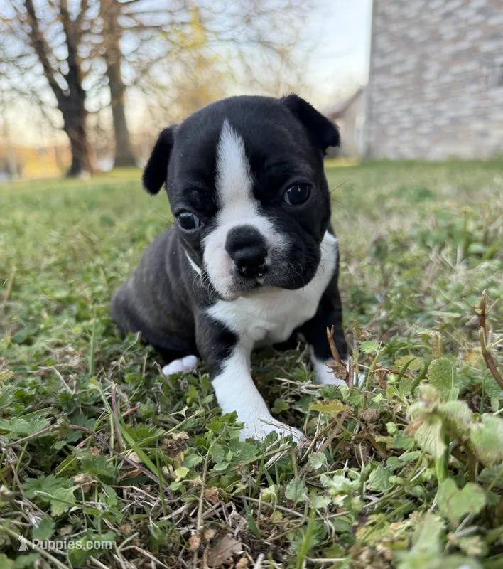 Josie – Boston Terrier puppy for sale in Garfield, AR
