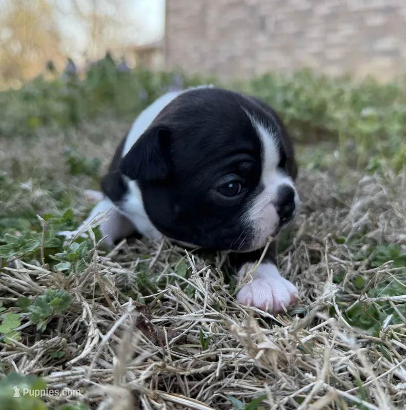 Josie – Boston Terrier puppy for sale in Garfield, AR