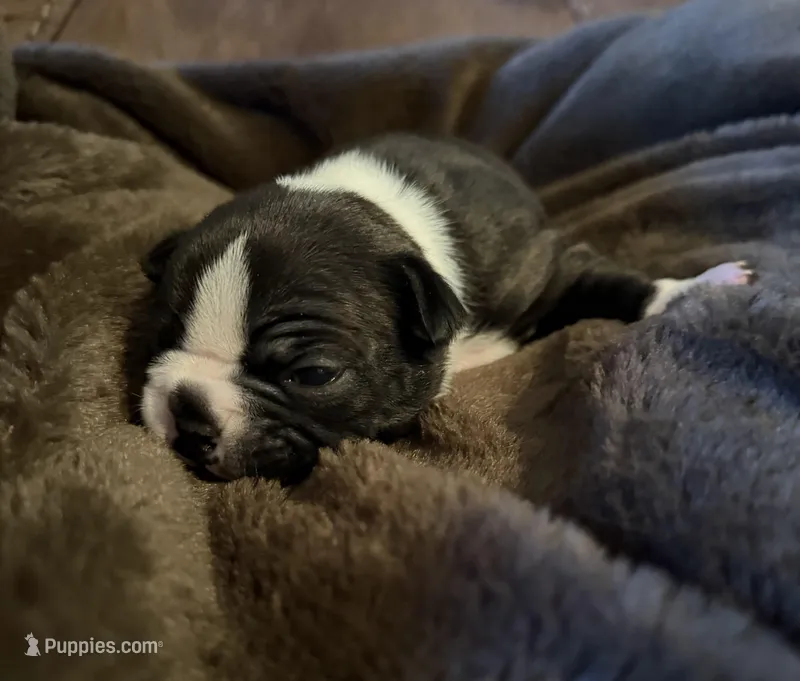 Josie – Boston Terrier puppy for sale in Garfield, AR