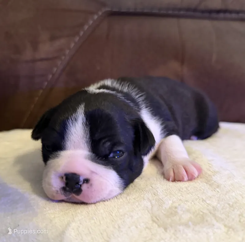 Milo – Boston Terrier puppy for sale in Garfield, AR