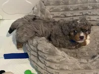 Valor, a male Bernedoodle for sale in Antelope, CA – Photo 3 of 7