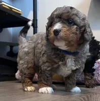 Valor, a male Bernedoodle for sale in Antelope, CA – Photo 4 of 7