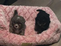 Valor, a male Bernedoodle for sale in Antelope, CA – Photo 5 of 7