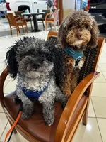 Valor, a male Bernedoodle for sale in Antelope, CA – Photo 7 of 7