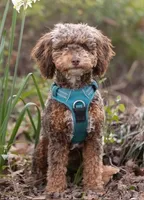 Valor, a male Bernedoodle for sale in Antelope, CA – Photo 6 of 7