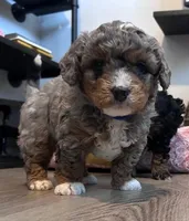 Valor, a male Bernedoodle for sale in Antelope, CA – Photo 1 of 7