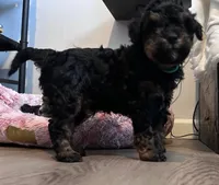 Torch, a male Bernedoodle for sale in Antelope, CA – Photo 3 of 6
