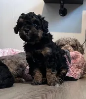 Torch, a male Bernedoodle for sale in Antelope, CA – Photo 1 of 6