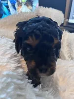 Torch, a male Bernedoodle for sale in Antelope, CA – Photo 2 of 6