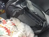 Yoshi, a female Miniature Schnauzer for sale in Centennial, CO – Photo 2 of 4