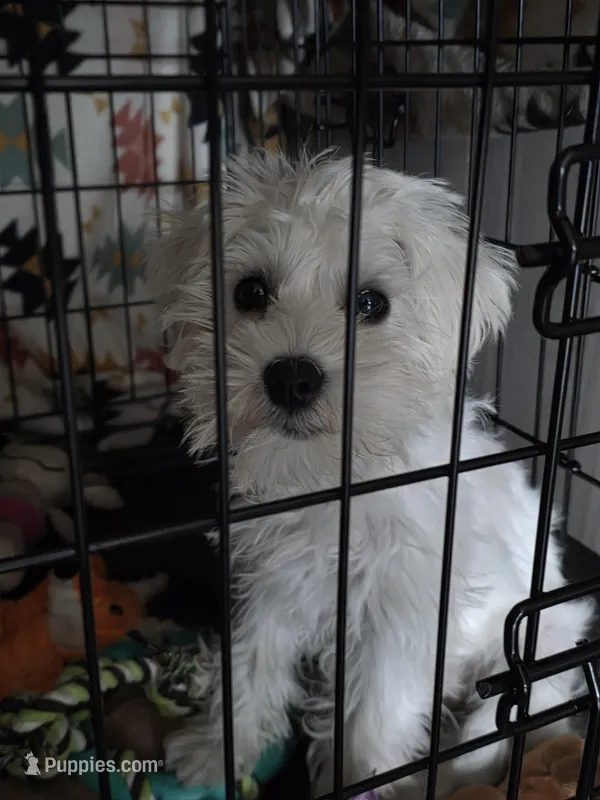 Yoshi – Miniature Schnauzer puppy for sale in Centennial, CO