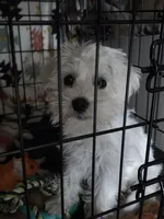 Yoshi, a female Miniature Schnauzer for sale in Centennial, CO – Photo 1 of 4