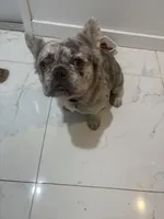 Mooki, a male French Bulldog for sale in Miami, FL – Photo 4 of 7