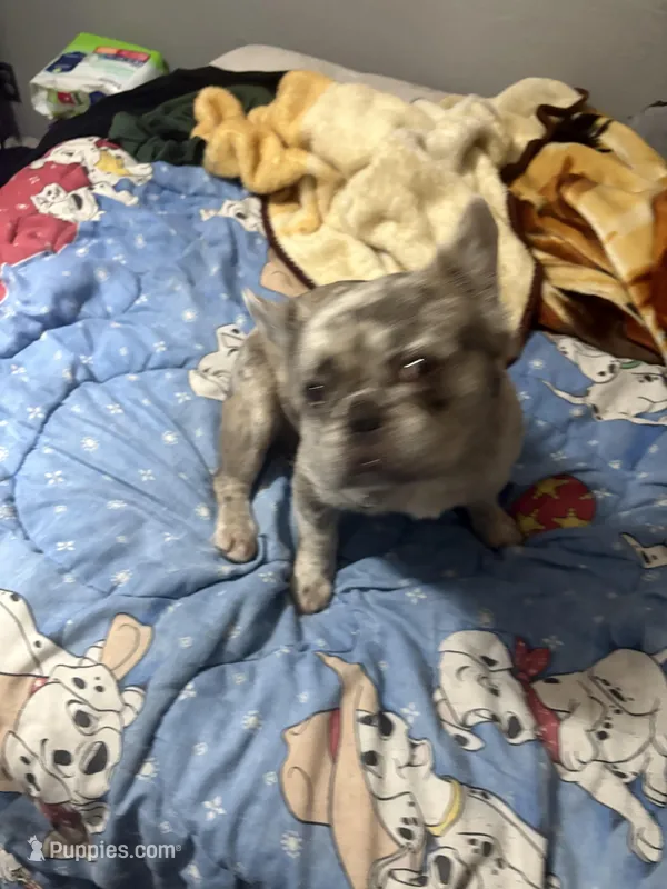 Mooki, a male French Bulldog for sale in Miami, FL – Photo 1 of 7