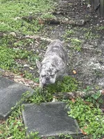 Mooki, a male French Bulldog for sale in Miami, FL – Photo 7 of 7