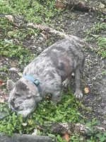 Mooki, a male French Bulldog for sale in Miami, FL – Photo 3 of 7