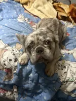 Mooki, a male French Bulldog for sale in Miami, FL – Photo 2 of 7