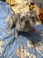 Mooki, a male French Bulldog for sale in Miami, FL – Photo 5 of 7