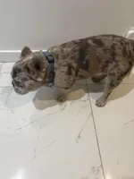 Mooki, a male French Bulldog for sale in Miami, FL – Photo 6 of 7