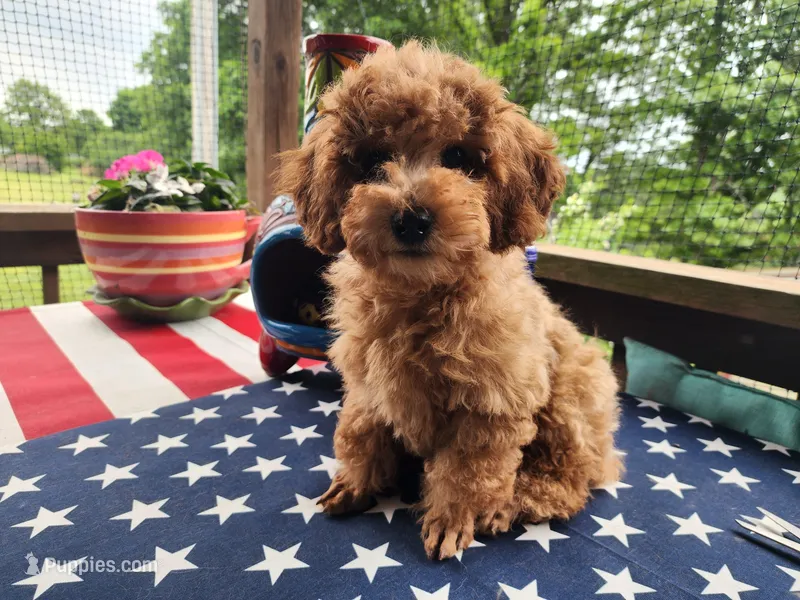 Duncan – Poodle - Miniature  puppy for sale in Mountain Grove, MO