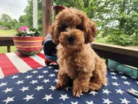 Memorial SALE, a male Poodle - Miniature  for sale in Mountain Grove, MO – 1 of 5