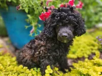 $100 off thru Thursday!, a female Aussiedoodle for sale in Mountain Grove, MO – 8 of 8