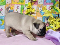 Blossom, a female Pug for sale in Mountain Grove, MO – Photo 2 of 4