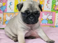 Blossom, a female Pug for sale in Mountain Grove, MO – Photo 4 of 4