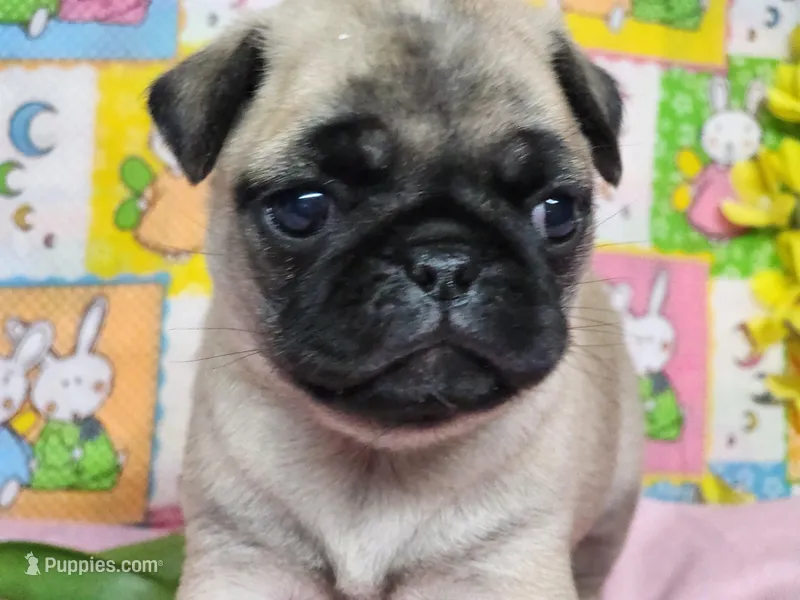 Blossom – Pug puppy for sale in Mountain Grove, MO
