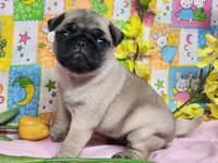Blossom, a female Pug for sale in Mountain Grove, MO – Photo 3 of 4
