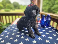 Tonya, a female Aussiedoodle for sale in Mountain Grove, MO – 4 of 4