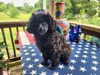 Bella, a female Aussiedoodle for sale in Mountain Grove, MO – 3 of 5