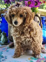 Frosted "Minnie" Sweet, a female Poodle - Toy  for sale in Mountain Grove, MO – Photo 5 of 9