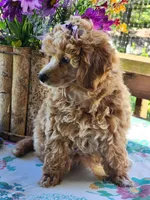 Frosted "Minnie" Sweet, a female Poodle - Toy  for sale in Mountain Grove, MO – Photo 4 of 9