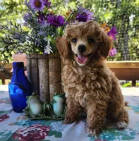 Frosted "Minnie" Sweet, a female Poodle - Toy  for sale in Mountain Grove, MO – Photo 1 of 9